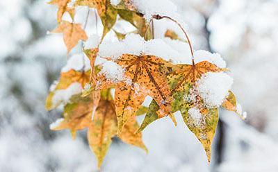 ��è����Ա�����ʲô������è����Ա����� ��è�����ͨ������