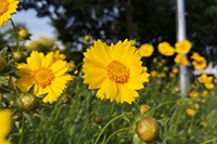 �Ա�����������ʲô�߼�����