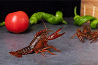 ����ֱͨ��֮�ƹ㱦������