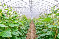 ����ѡ���ƹ�ؼ��� ���챬������ף�