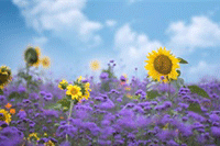 �������ִ�ʩ�ܹ���Ч�ı����Լ��Ľ��װ�ȫ��