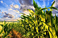 �ʺ��Ա����������Ⱥ