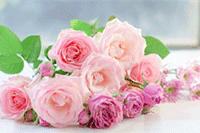 ��è��Ӫ˼·,��èС�ں���Ʒɶ��˼,��Ʒ��ô������èС�ں�