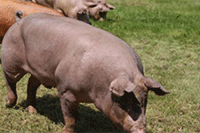 ��è����2021,��è��Ʒ����èС�ںл������̹�����ʲô