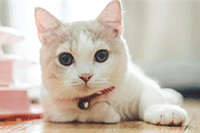 ����Ƶ����ͳ���Ƶ��������ʲô