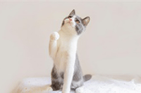 �Ա�ֱ���������ݶ������￴