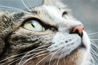 �Ա���ͼ������������?�ر�������ӡ��ʵ��ͼƬ