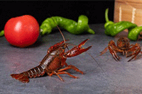 �����ı�����ݺ���Կ���������,�к���