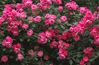 ��è����Ӫ������,���׺ò���