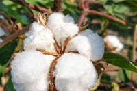 �Ա�ֱ����ô�ƹ�����,�����ƹ��Ч����ô��