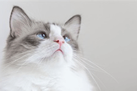 �Ա�Υ��۷���ʲô�취����