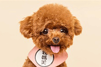 ������౨��Ҫ��