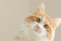 ����С�����������Ʒ��Ŀ������С��������Ʒ������ʲô��