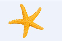 ���������⾳��Զ��Ψ���İ� Ψ��������Ĺŷ��İ�