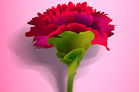 �Ա�ֱͨ�����ֿ쳵 �����ʱ������ֱͨ�������÷�