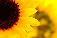 ��������������״ �����ɲݰ�