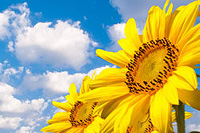 �Ա�����������֤Ҫ������֤��ôŪ