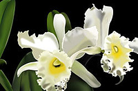 �����Ż�ֱͨ���ؼ���